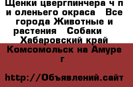 Щенки цвергпинчера ч/п и оленьего окраса - Все города Животные и растения » Собаки   . Хабаровский край,Комсомольск-на-Амуре г.